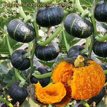 Organic Green Beibei Pumpkin Seeds (Pack of 20 Seeds)