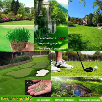 Naturixy™️Evergreen Dwarf Grass Seed