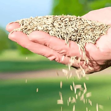 Naturixy™️Evergreen Dwarf Grass Seed