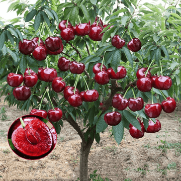 Cherrioxy™️Rainier Cherry Fruit Seeds (100 gms)