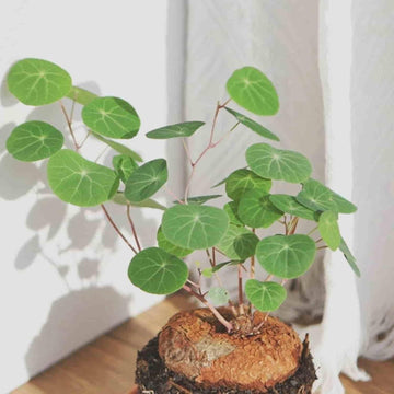 Caudexo™️Stephania Erecta Plant (Pack of 2)